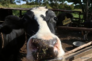 Biogas -  the power of manure